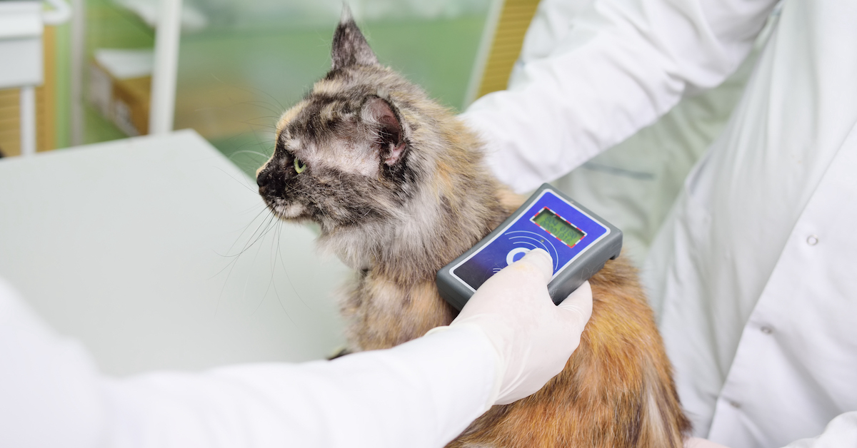The Science Behind Pet Microchipping